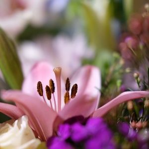 Meet your Posher, Lan